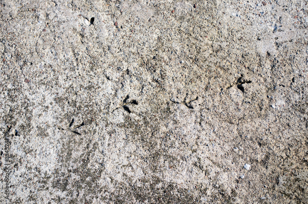 concrete texture with bird footprints concrete texture with bird footprints