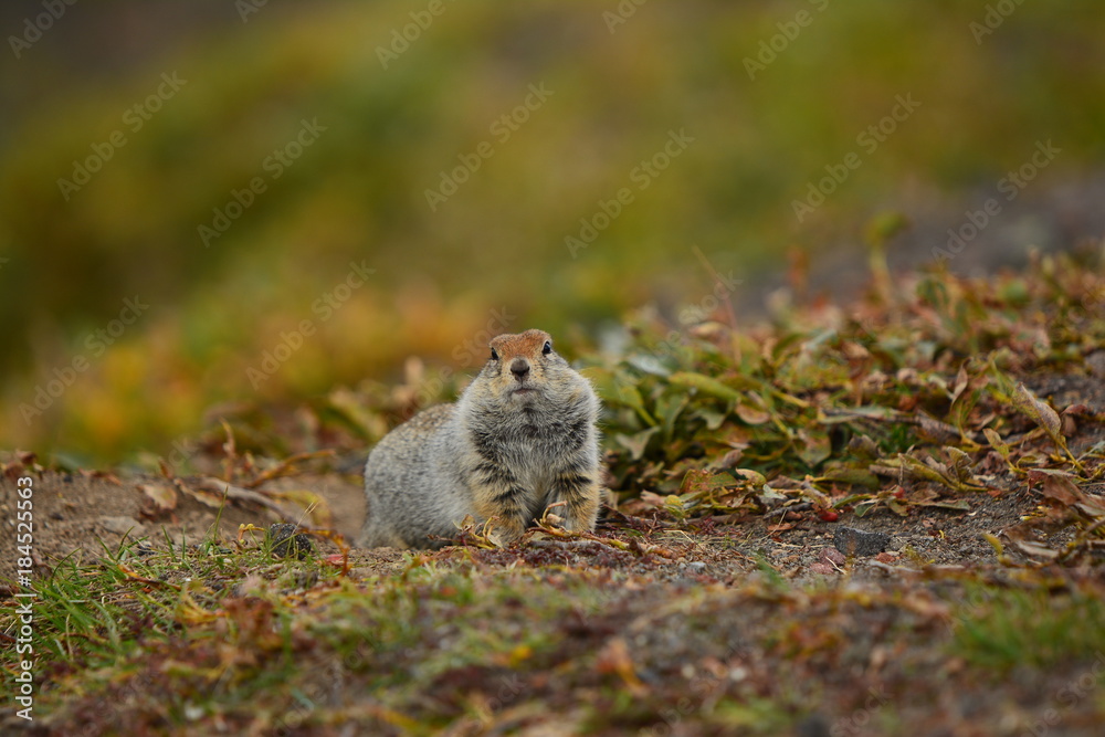 Kamchatka gopher stands on a stone, a Far Eastern rodent, feeding a large gray hamster nuts on an Avacha volcano, close up portrait Kamchatka gopher stands on a stone, a Far Eastern rodent, feeding a large gray hamster nuts on an Avacha volcano, close up portrait