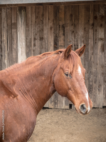Brown Horse Side Portrait
