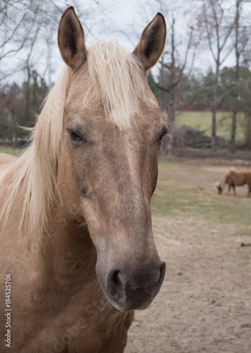 Blond Horse Portrait