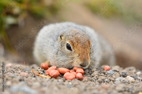 Kamchatka gopher stands on a stone, a Far Eastern rodent, feeding a large gray hamster nuts on an Avacha volcano, close up portrait