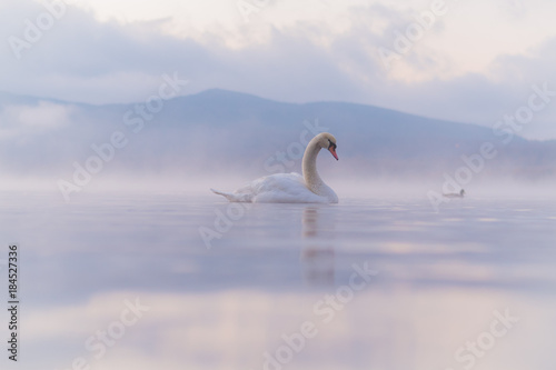 Fototapeta Naklejka Na Ścianę i Meble -  White Swan  at Lake Yamanaka with Mt. Fuji background