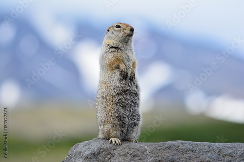 Kamchatka gopher stands on a stone, Far Eastern rodent, large gray hamster