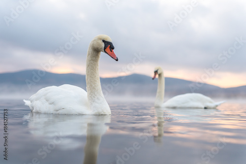 Fototapeta Naklejka Na Ścianę i Meble -  White Couple Swan feeling romantic and love  at Lake Yamanaka with Mt. Fuji background