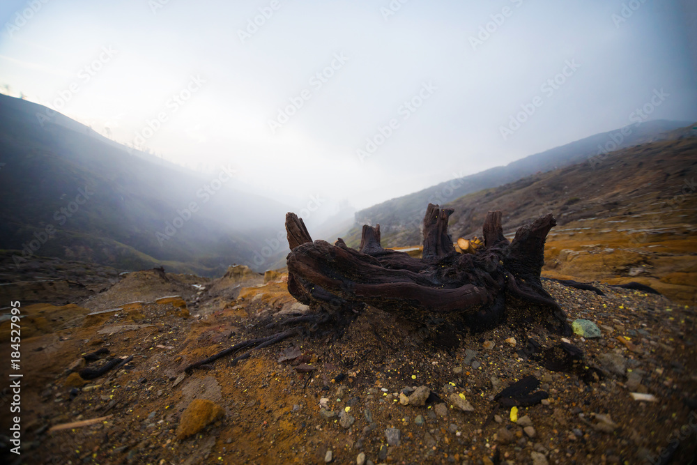 Fototapeta premium Dead trees in Volcano Ijen in Java, Indonesia
