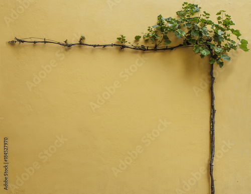 Grape tendril on the yellow wall