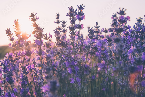 Soft focus of lavender flowers under the sunrise light