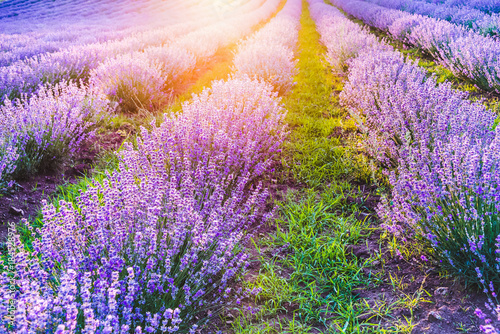 Blooming lavender field under the soft light of the summer sunset