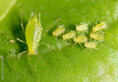 small aphid on a green leaf in the open air photo