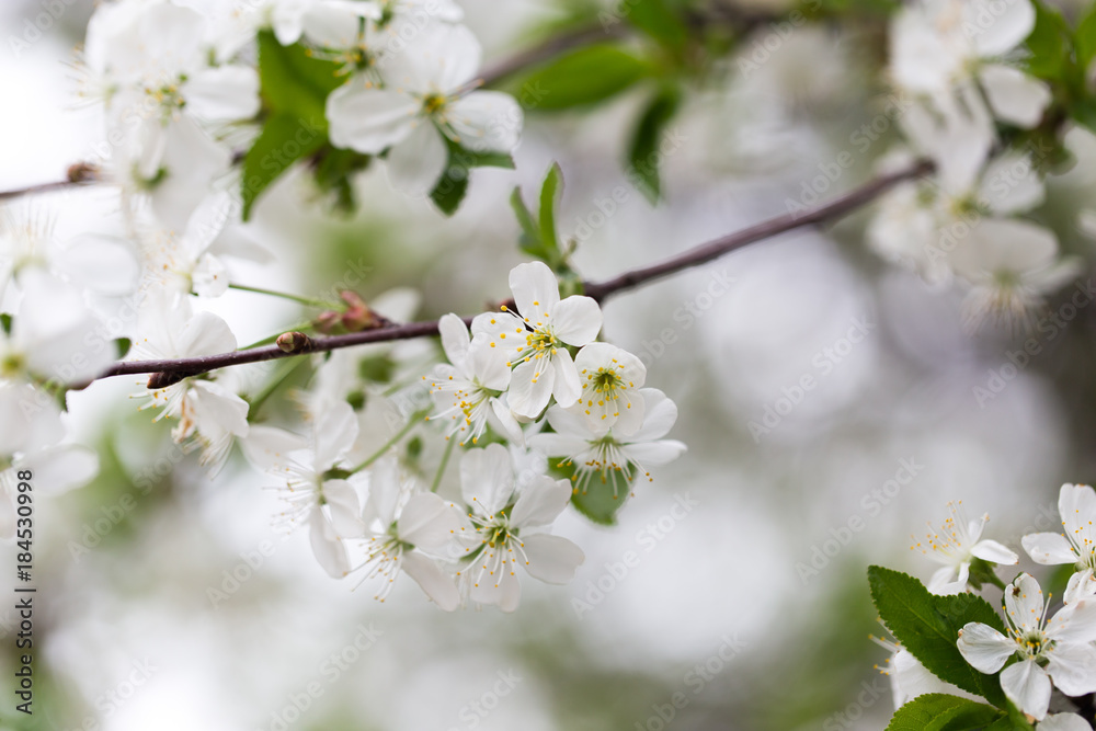 Beautiful flowers on a tree in the nature Beautiful flowers on a tree in the nature