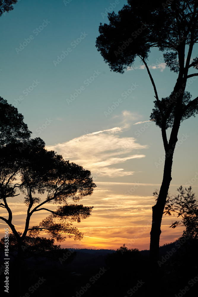 Tree silhouette in front of sunset