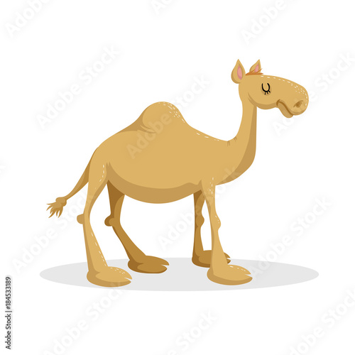 Cartoon trendy flat design dromedary camel. Standing desert african animal. Vector illustration icon.