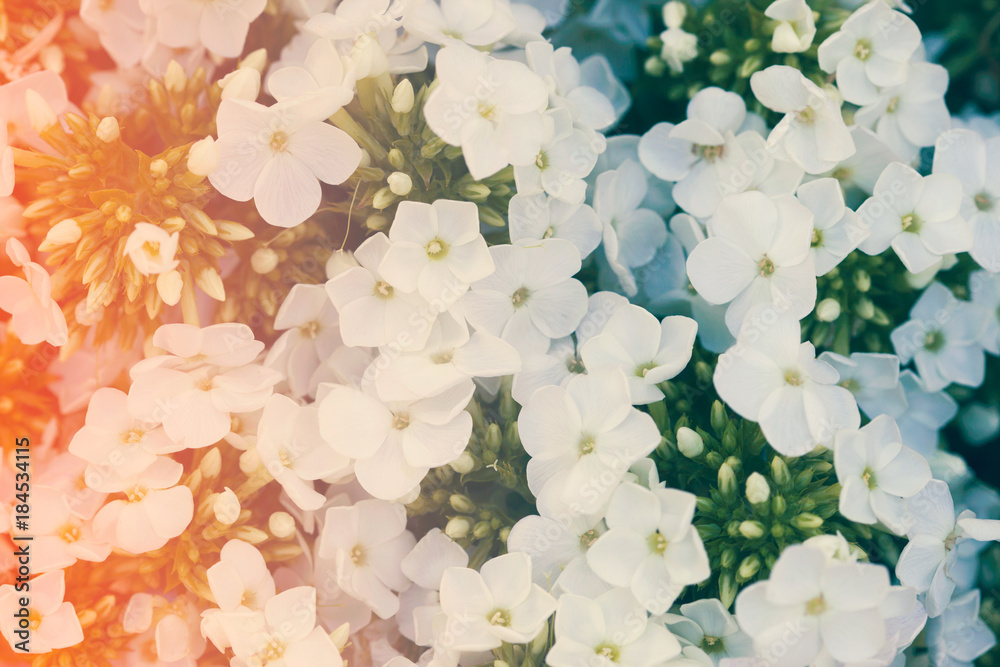 White Hydrangea flower. Hydrangea - common names Hydrangea and Hortensia. White Hydrangea flower. Hydrangea - common names Hydrangea and Hortensia.
