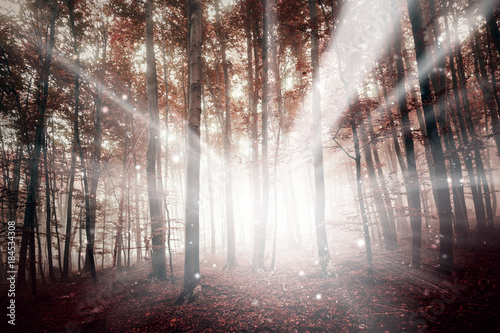 Magic red colored foggy forest with ray of light bokeh background. Color filter effect used.