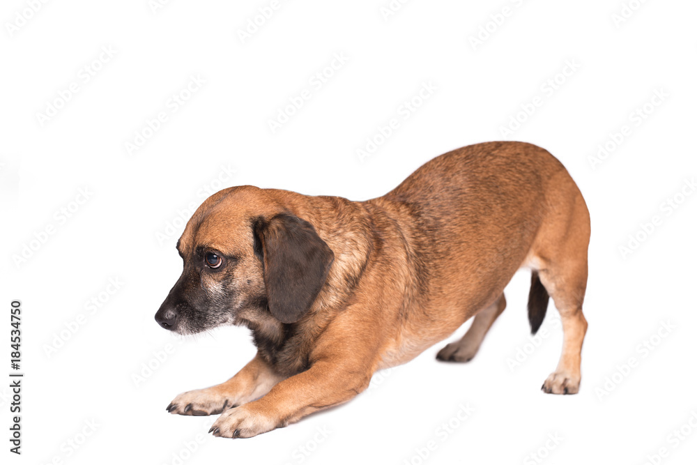 Mongrel dog stretching on white background
