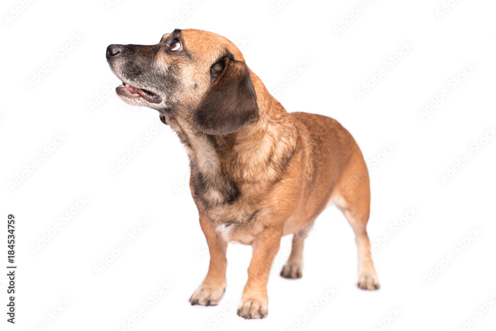 Portrait photo of an adorable mongrel dog isolated on white