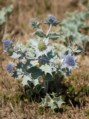 A seaholly in french dunes in summer photo