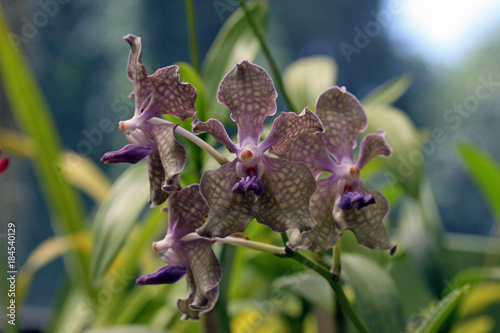 Orchid, Kandy, Sri Lanka