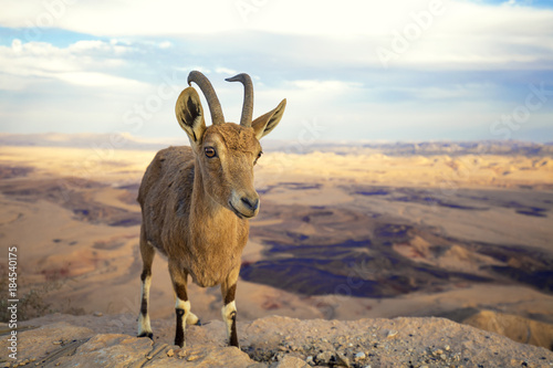 A Nubian ibex on the edge of Makhtesh Ramon Crater in Negev desert, Israel