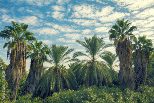 Tropical landscape with palm trees against blue sky © vvvita
