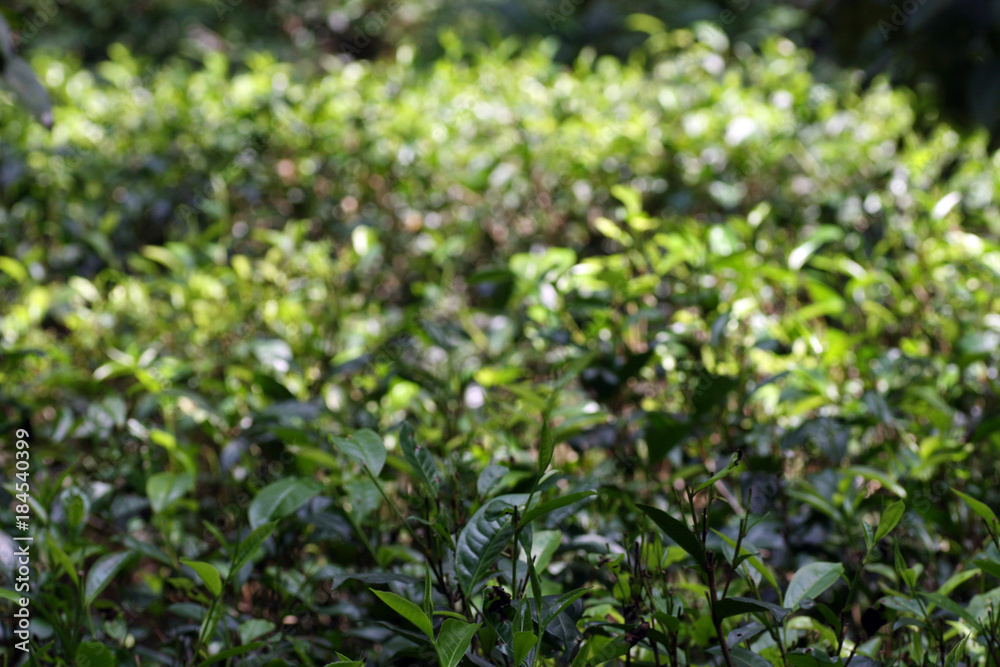 Tea plant in Nuwara Eliya, Sri Lanka Tea plant in Nuwara Eliya, Sri Lanka