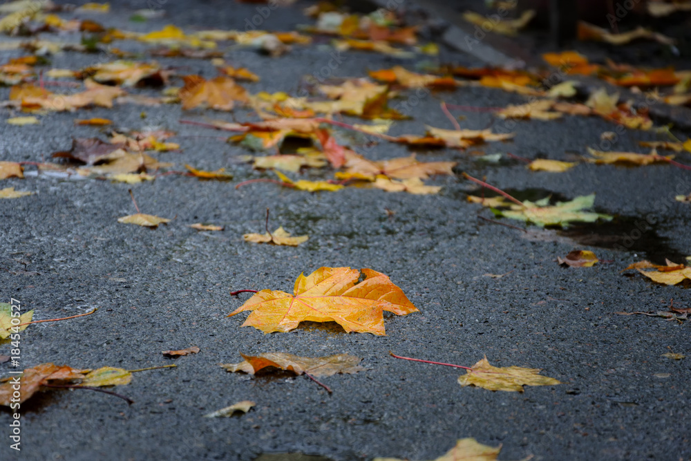 Fallen maple tree leaves on wet asphalt in rainy autumn day. Autumn background.