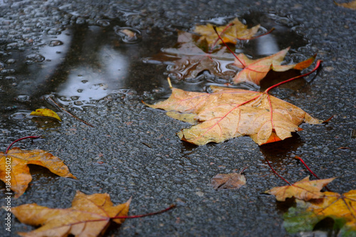 Fallen maple tree leaves on wet asphalt in rainy autumn day. Autumn background. photo