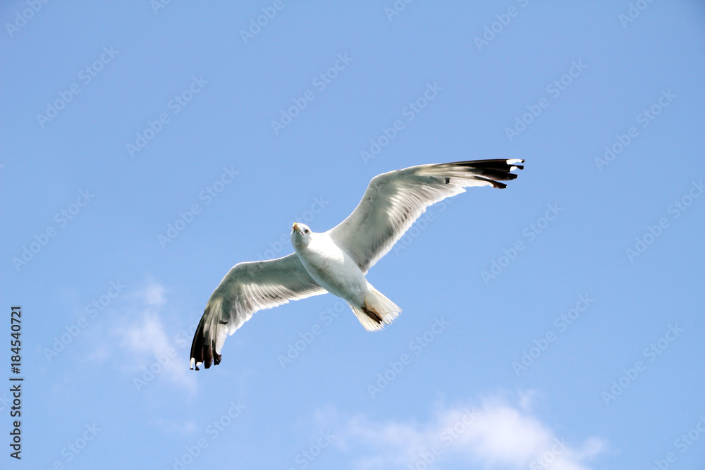 Möwe, bird, Vogel, luft, Himmel, Flügel Möwe, bird, Vogel, luft, Himmel, Flügel