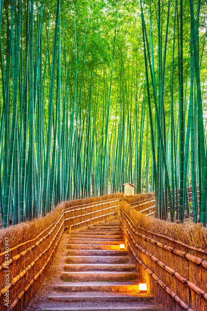 Fototapeta Bambusowy las w Kyoto, Japonia.