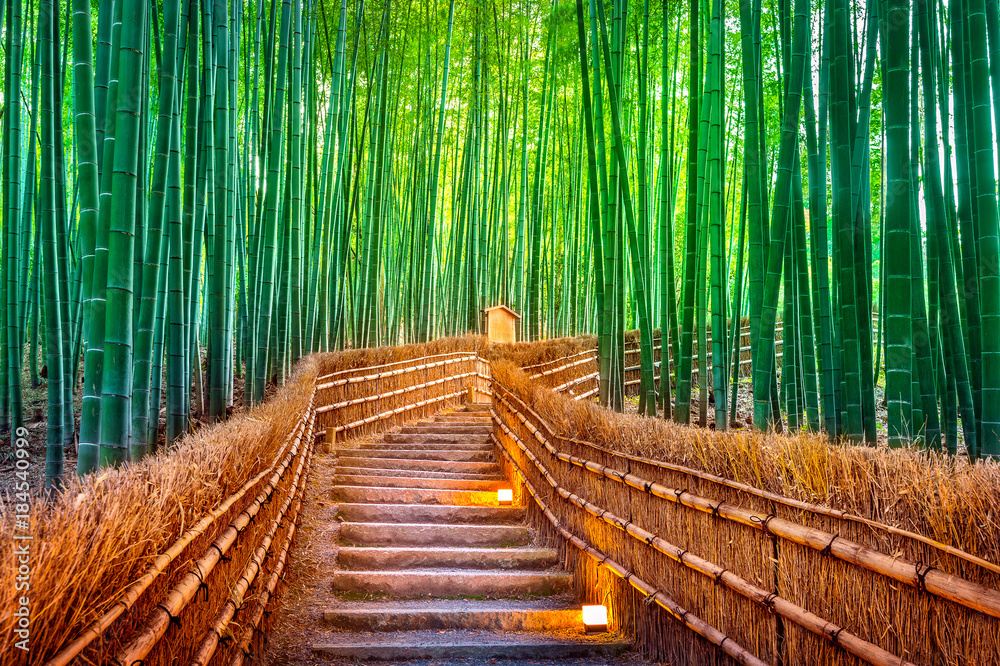 Fototapeta premium Bambusowy las w Kyoto, Japonia.