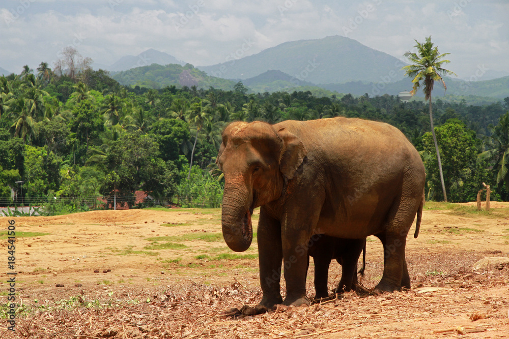 Elephant in Pinnawala Orphanage, Sri Lanka
