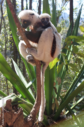 Coquerel Sifaka mit jungem Baby am Rücken in Madagascar photo