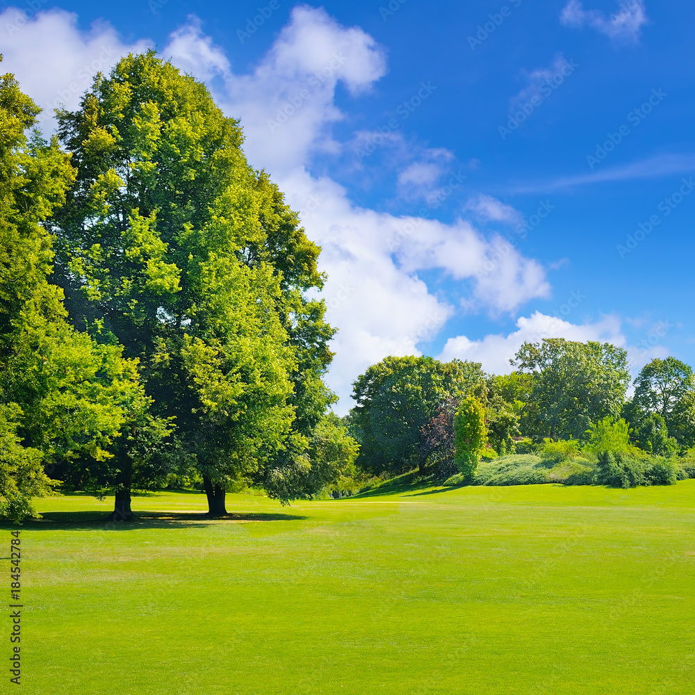 Fototapeta premium Park, green meadow and blue sky.