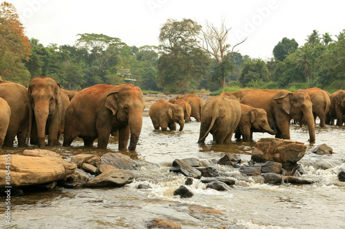 Photography Bathing Elephants in the river, Pinnawala, Sri Lanka