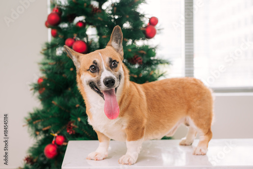 Pembroke corgi in a house decorated with a Christmas tree. Happy Holiday and Christmas Eve © makistock
