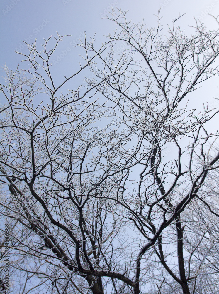snow-covered branches of a tree without leaves on a sky background snow-covered branches of a tree without leaves on a sky background