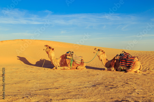 Camels in the Sahara Desert.