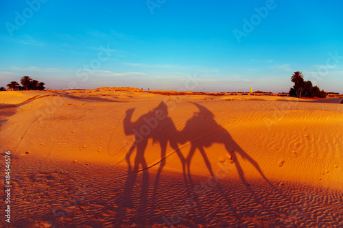 Camels in the Sahara Desert.