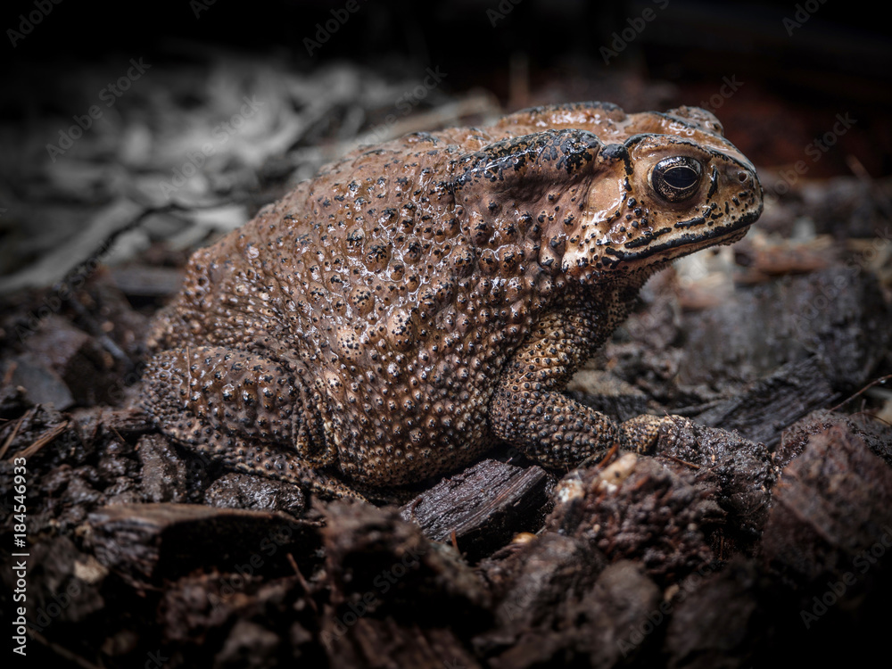 Asian Toad Common toad bufo bufo, front close up side shot Asian Toad Common toad bufo bufo, front close up side shot