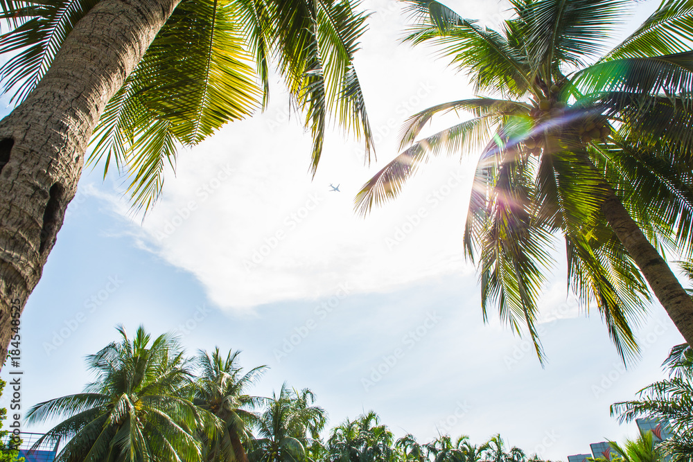 Top of coconut trees under blue sky