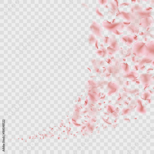 Sakura flying downwind petals on wind isolated. EPS 10 vector