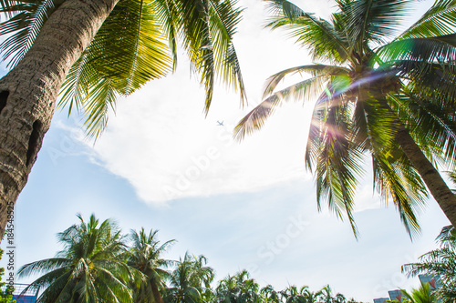 Obraz na płótnie Top of coconut trees under blue sky w salonie