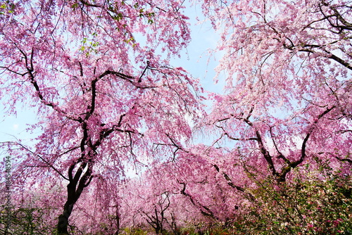京都原谷苑のしだれ桜