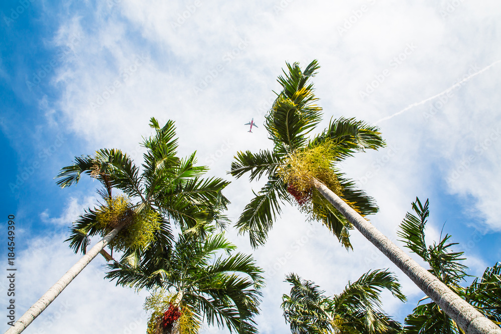Top of coconut trees under blue sky
