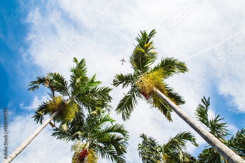 Obraz na płótnie Top of coconut trees under blue sky w salonie