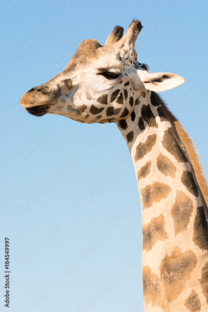 Fototapeta premium Portrait of an African giraffe. Head and long neck. Wild animal.