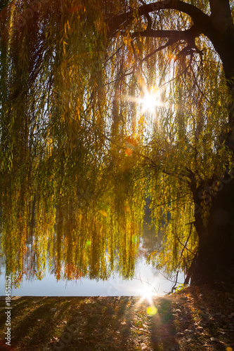 Slika na platnu A weeping willow tree near a lake and its branches filtering nice worm sun rays