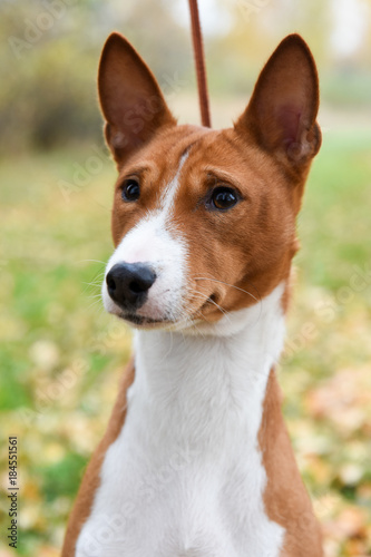 nice adult red Basenji dog portrait on nature