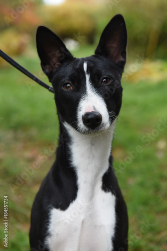 nice adult black and white Basenji dog portrait on nature