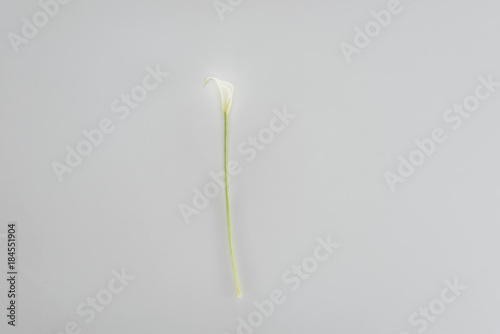 calla lily flower isolated on grey